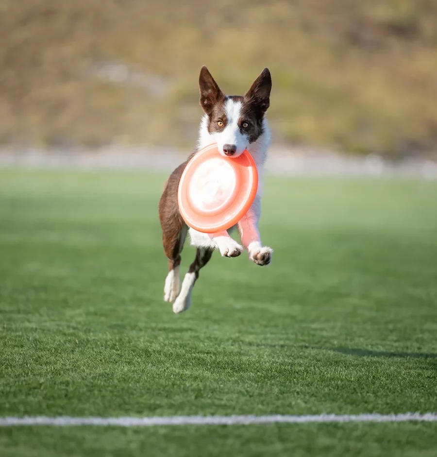 Frisbee