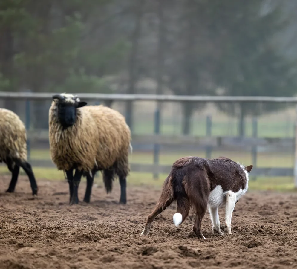 Border collie pilnujący owiec na wybiegu