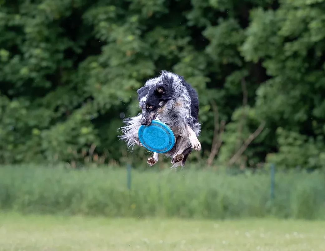 Pies chwytający frisbee w wysokim skoku