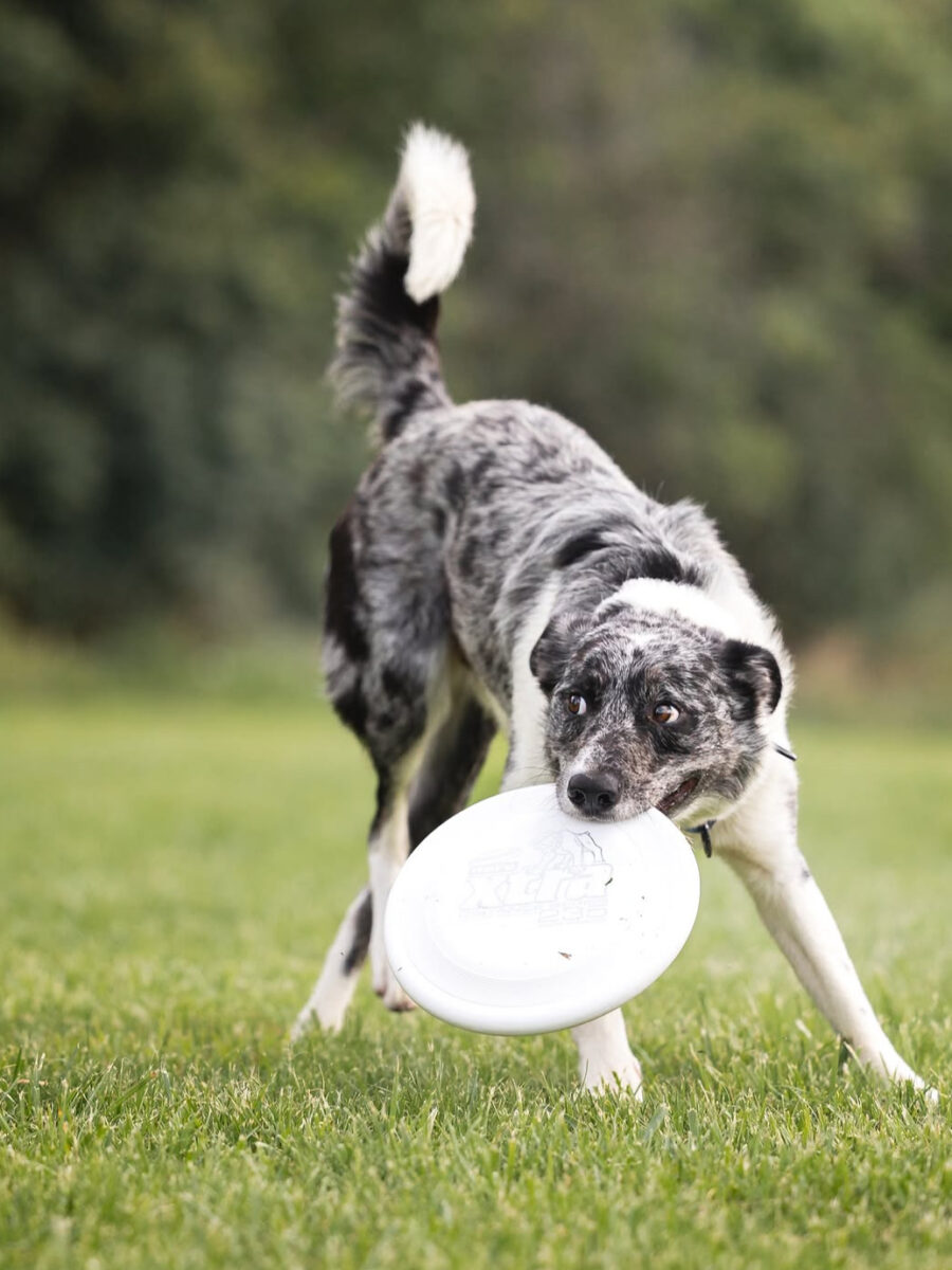 frisbee